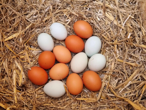 Æg